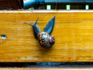 Read more about the article Snail’s Pace