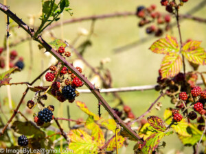 Read more about the article Bridport; North is nice.