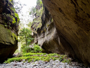 Read more about the article Carnarvon Gorge, more like CarnGorgeous