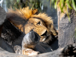 Read more about the article Dubbo Zoo
