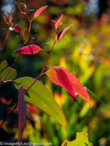 Read more about the article Colour – life in death in life