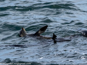 Read more about the article A seal of approval