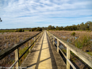 Read more about the article Border Run-South Australia