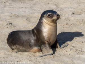 Read more about the article Seals
