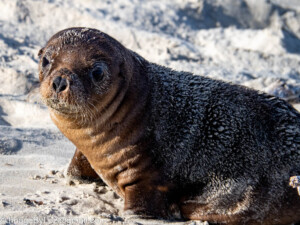 Read more about the article Kangaroo Island