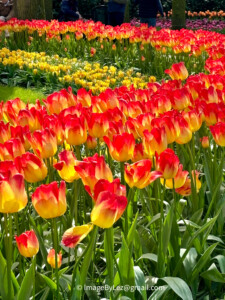 Read more about the article Tulips – Keukenhof