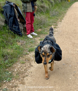 Read more about the article Buen Camino