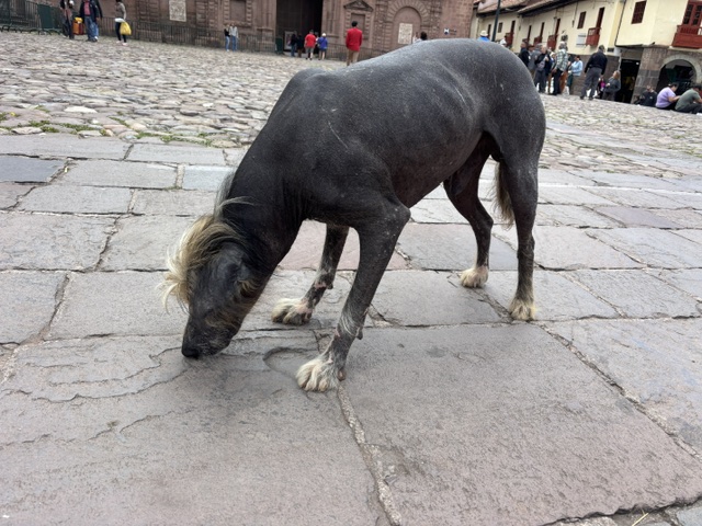 Peruvian street dog
